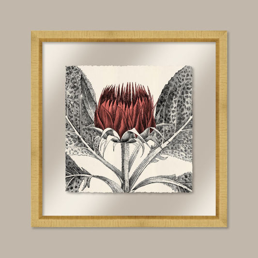 Arctium in Coral and Gold II