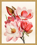 Coral Magnolia