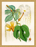 Tropical Vine I