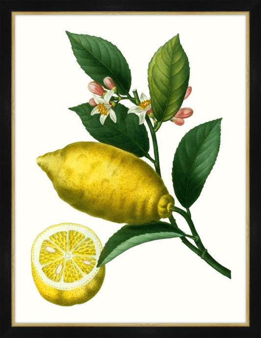 Citrus Branch I Petite