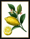 Citrus Branch I Petite