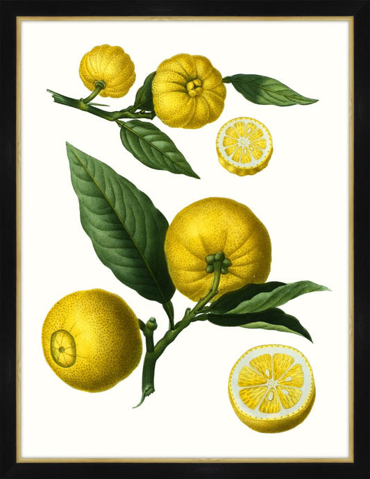 Citrus Branch III Petite