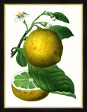 Citrus Branch IV Petite