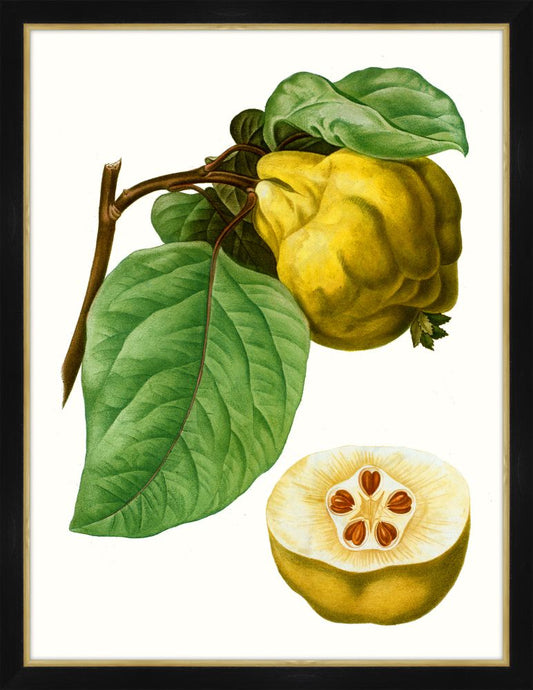 Citrus Branch VI Petite