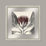 Arctium in Rose and Silver I