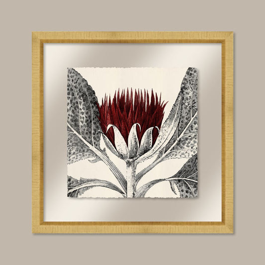 Arctium in Caliente and Gold I