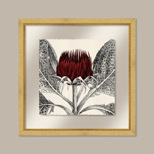 Arctium in Caliente and Gold II