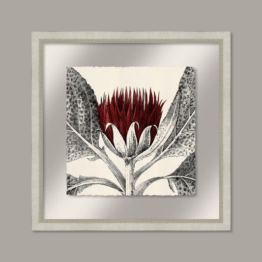 Arctium in Caliente and Silver I