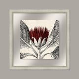 Arctium in Caliente and Silver I