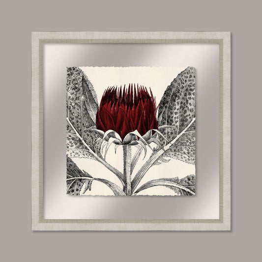 Arctium in Caliente and Silver II