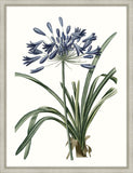 Blue Agapanthis Petite