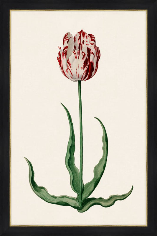 Study of a Red Tulip I