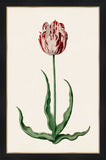 Study of a Red Tulip I