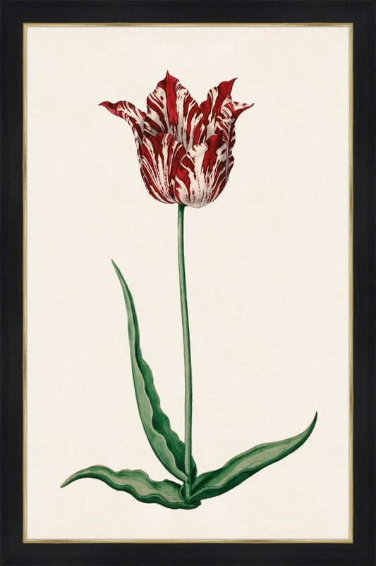 Study of a Red Tulip II
