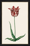 Study of a Red Tulip II