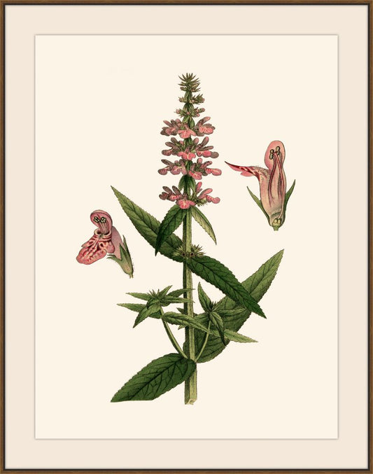 Bortzells III Grande