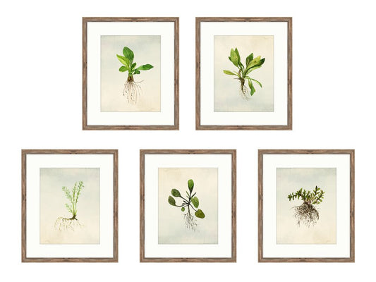 Root Specimens, Set of 5