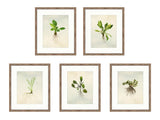 Root Specimens, Set of 5