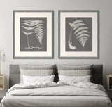 Grey Fern I