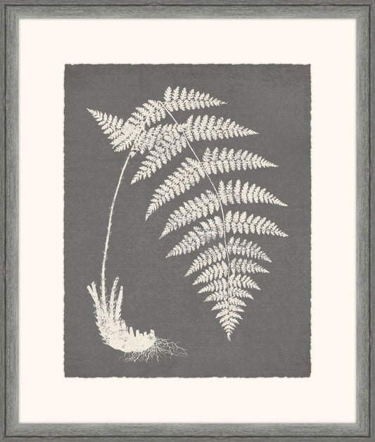 Grey Fern I