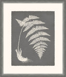 Grey Fern I