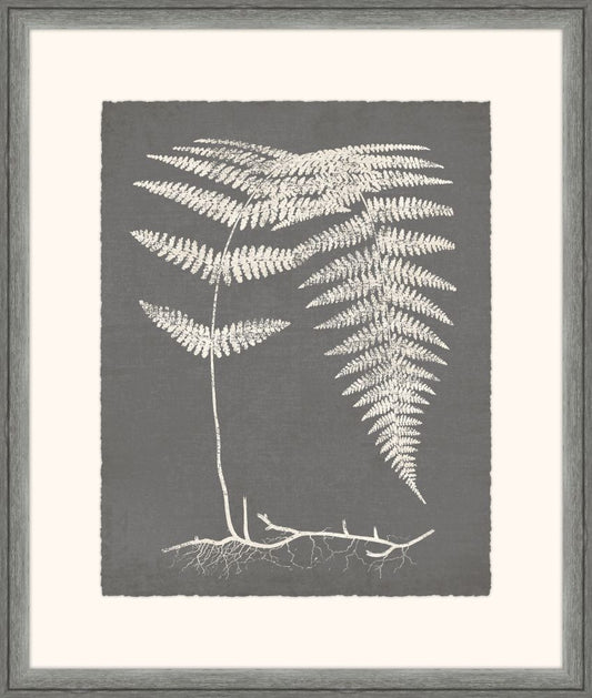 Grey Fern II