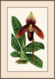 Illustration D'Orchidee I