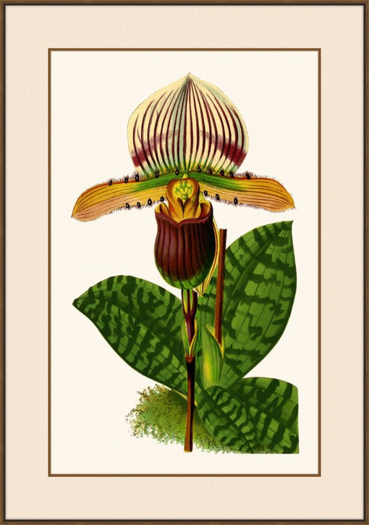 Illustration D'Orchidee II