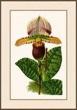 Illustration D'Orchidee II