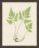 Ferns on Cream Linen I Grande