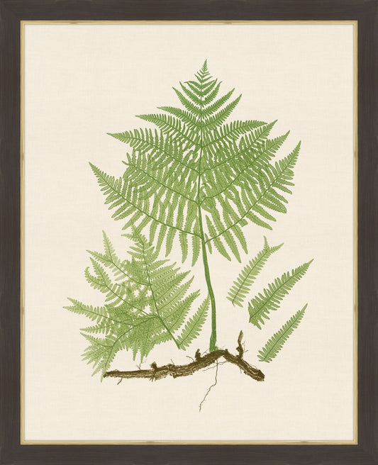 Ferns on Cream Linen II Grande