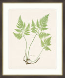 Ferns on Cream Linen I