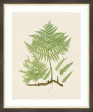 Ferns on Cream Linen II
