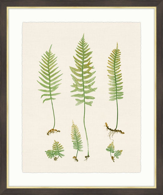 Ferns on Cream Linen III