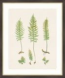 Ferns on Cream Linen III