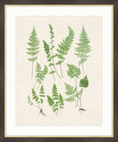 Ferns on Cream Linen VI