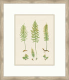 Natural Ferns on Cream Linen I