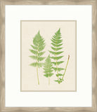 Natural Ferns on Cream Linen III