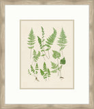 Natural Ferns on Cream Linen IV