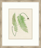 Natural Ferns on Cream Linen V