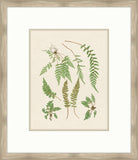 Natural Ferns on Cream Linen VI