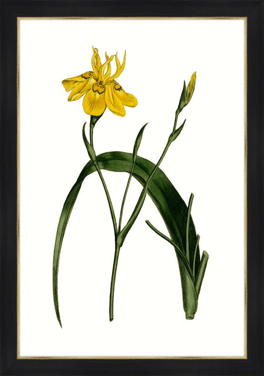 Botanique Jaunes III