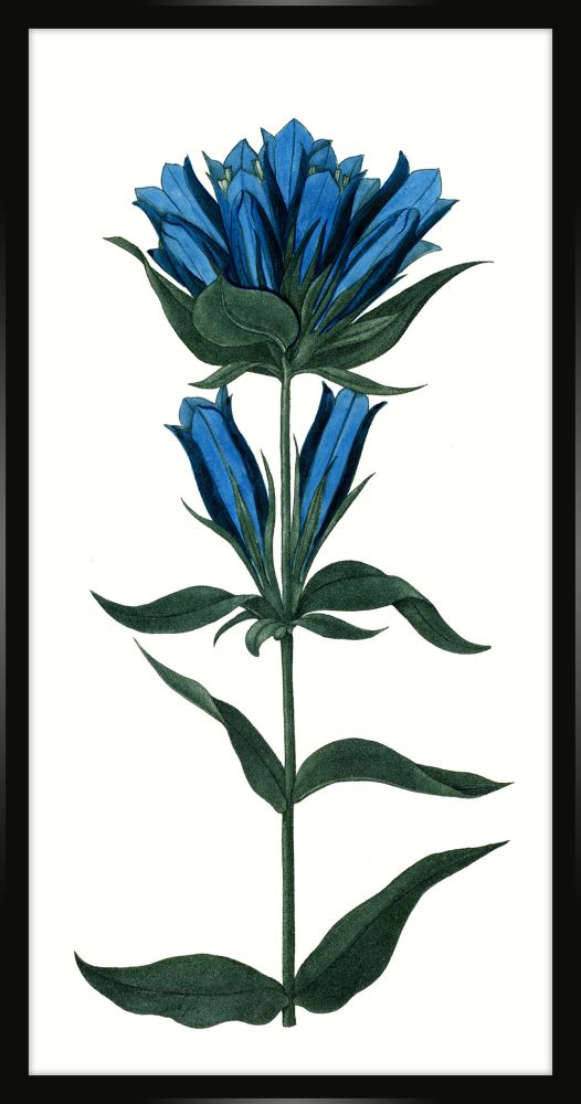 Bigelow's Blue Gentian Petite