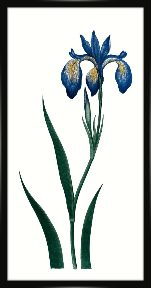 Bigelow's Blue Iris Petite