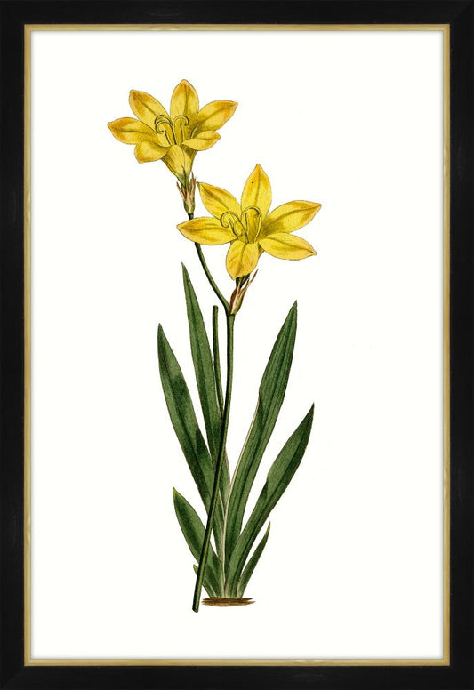 Botanique Jaunes II Petite