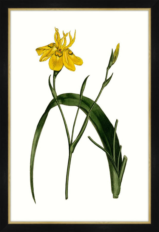 Botanique Jaunes III Petite