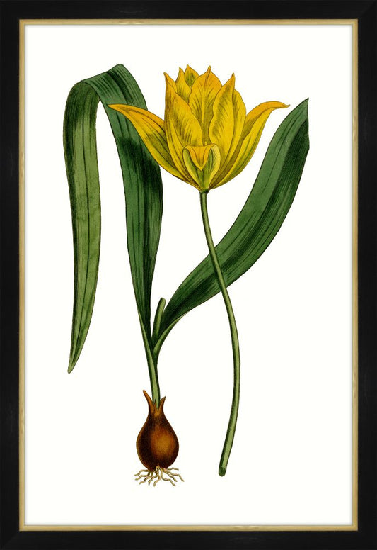 Botanique Jaunes IV Petite