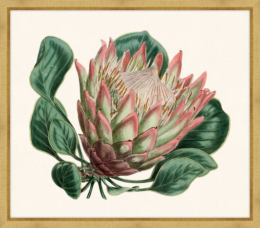 Pink Protea I Petite