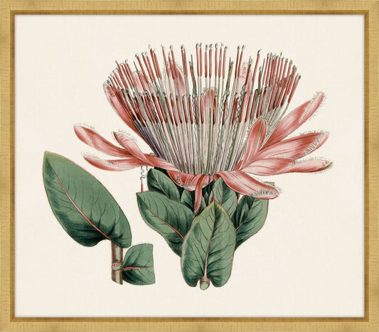 Pink Protea II Petite