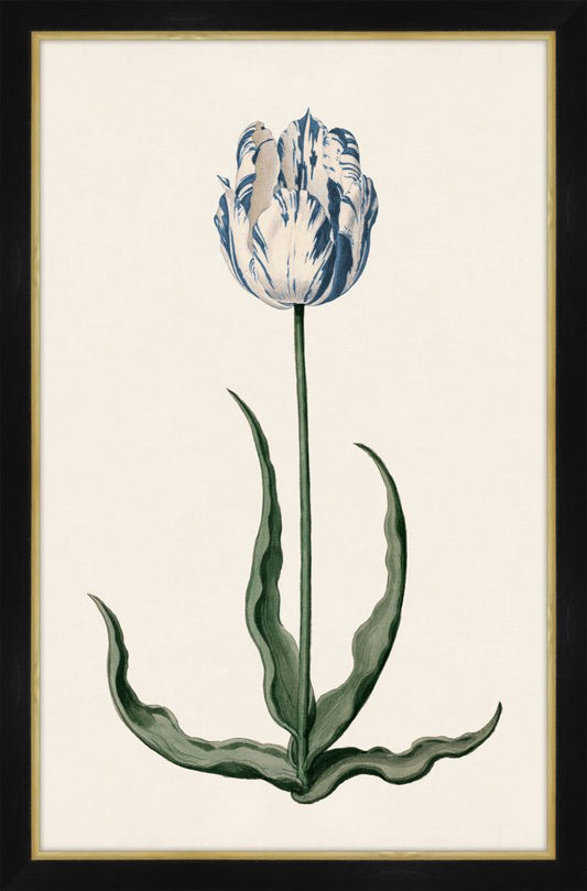 Study of a Blue Tulip I Petite
